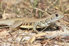 Leiolepis belliana