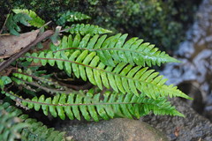 Blechnum chambersii