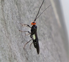 Callibracon capitator