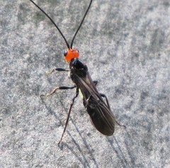 Callibracon capitator