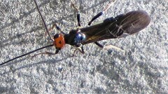 Callibracon capitator