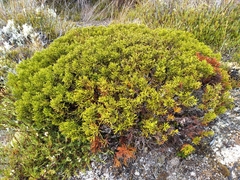 Halocarpus