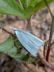 Pseudocatharylla simplex