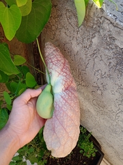Aristolochia gigantea