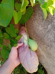 Aristolochia gigantea