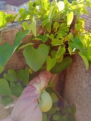 Aristolochia gigantea