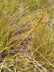 Aciphylla anomala