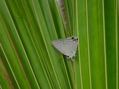 Tajuria cippus maxentius