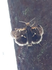 Titanio normalis