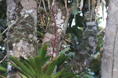 Phaethornis