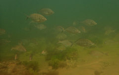 Pseudocaranx