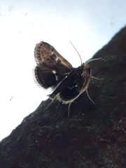 Titanio normalis