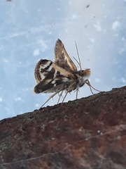 Titanio normalis