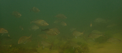 Pseudocaranx