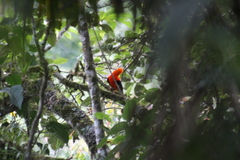 Rupicola peruvianus peruvianus