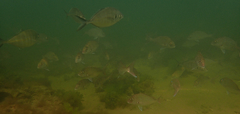 Pseudocaranx