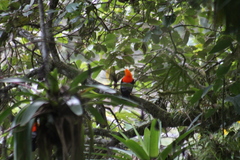 Rupicola peruvianus peruvianus