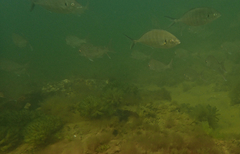 Pseudocaranx