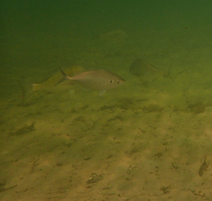 Pseudocaranx