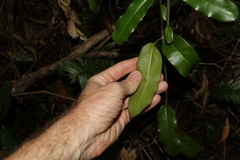 Leichhardtia flavescens