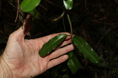 Leichhardtia flavescens