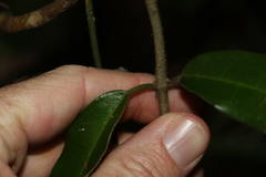 Leichhardtia flavescens