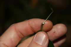 Leichhardtia flavescens