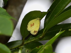 Eurema simulatrix