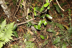 Leichhardtia flavescens