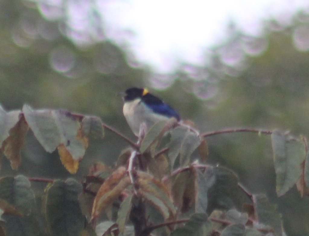 Golden-collared Honeycreeper