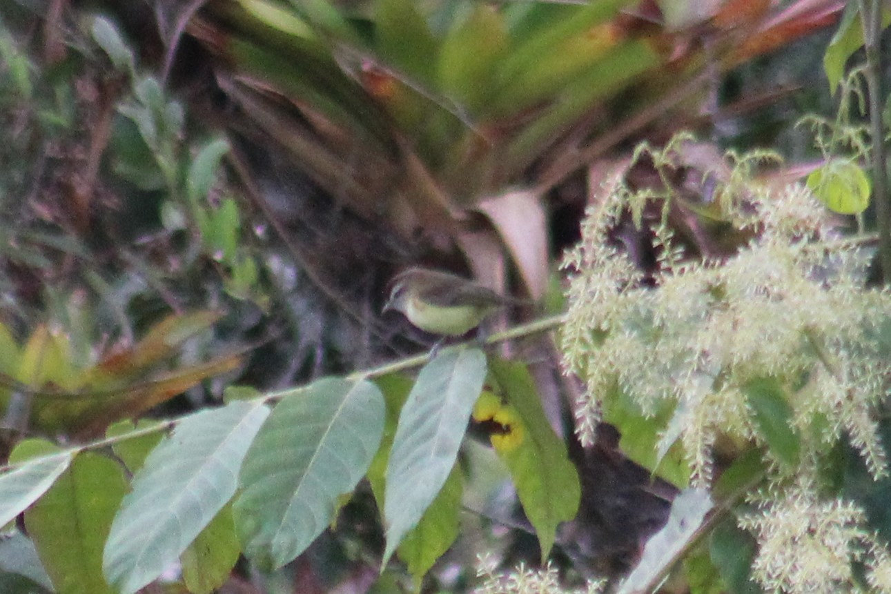 Brown-capped Vireo illustration