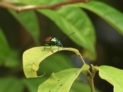 Chrysocoris eques