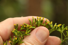 Senecio bipinnatisectus