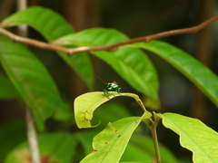 Chrysocoris eques