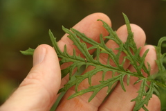 Senecio bipinnatisectus