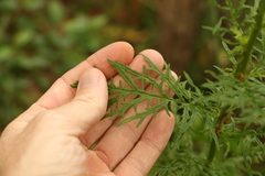 Senecio bipinnatisectus
