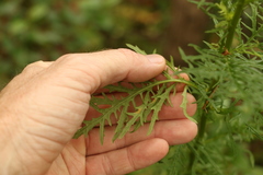 Senecio bipinnatisectus