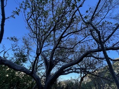 Bursera cerasiifolia