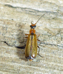 Podabrus cavicollis