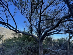 Bursera cerasiifolia