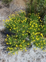 Ericameria linearifolia