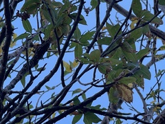 Bursera cerasiifolia