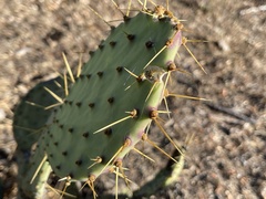 Opuntia caboensis