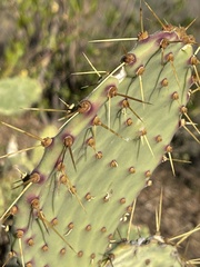 Opuntia caboensis