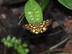 Odina hieroglyphica ortina