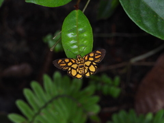 Odina hieroglyphica ortina