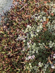 Pterygopappus lawrencei