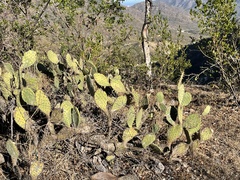 Opuntia caboensis