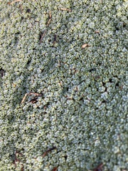 Pterygopappus lawrencei