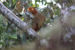 Rupicola peruvianus peruvianus